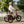 Velotric Triker Electric Folding Tricycle