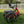 Velotric Triker Electric Folding Tricycle
