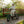 Velotric Triker Electric Folding Tricycle